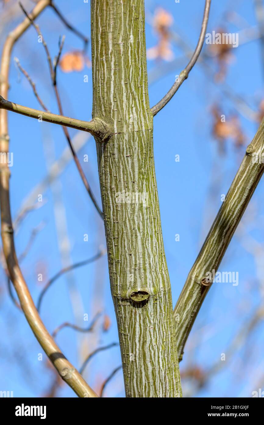Acero orientale a strisce, acero a strisce Manchurian (Acer tegmentosum), tronco, Repubblica Ceca, Praga Foto Stock