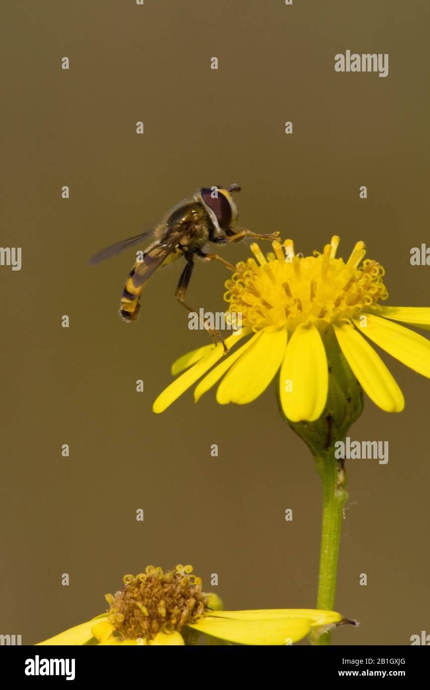 Allibellule, mosche di volo, mosche di rsyphid, mosche di fiore (Syrphidae), a Tansy ragwort, Paesi Bassi Foto Stock