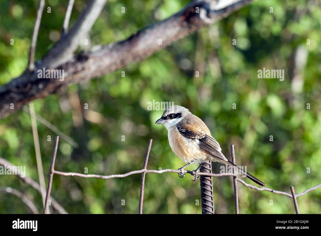 Gamberetti dalla testa nera (Lanius schach), seduto su una recinzione, Kazakistan Foto Stock