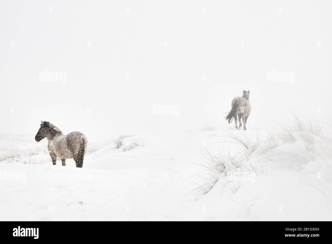 Cavallo Konik (Equus przewalskii F. caballus), due cavalli nella neve, Paesi Bassi, Grafelijkheidsduinen Foto Stock