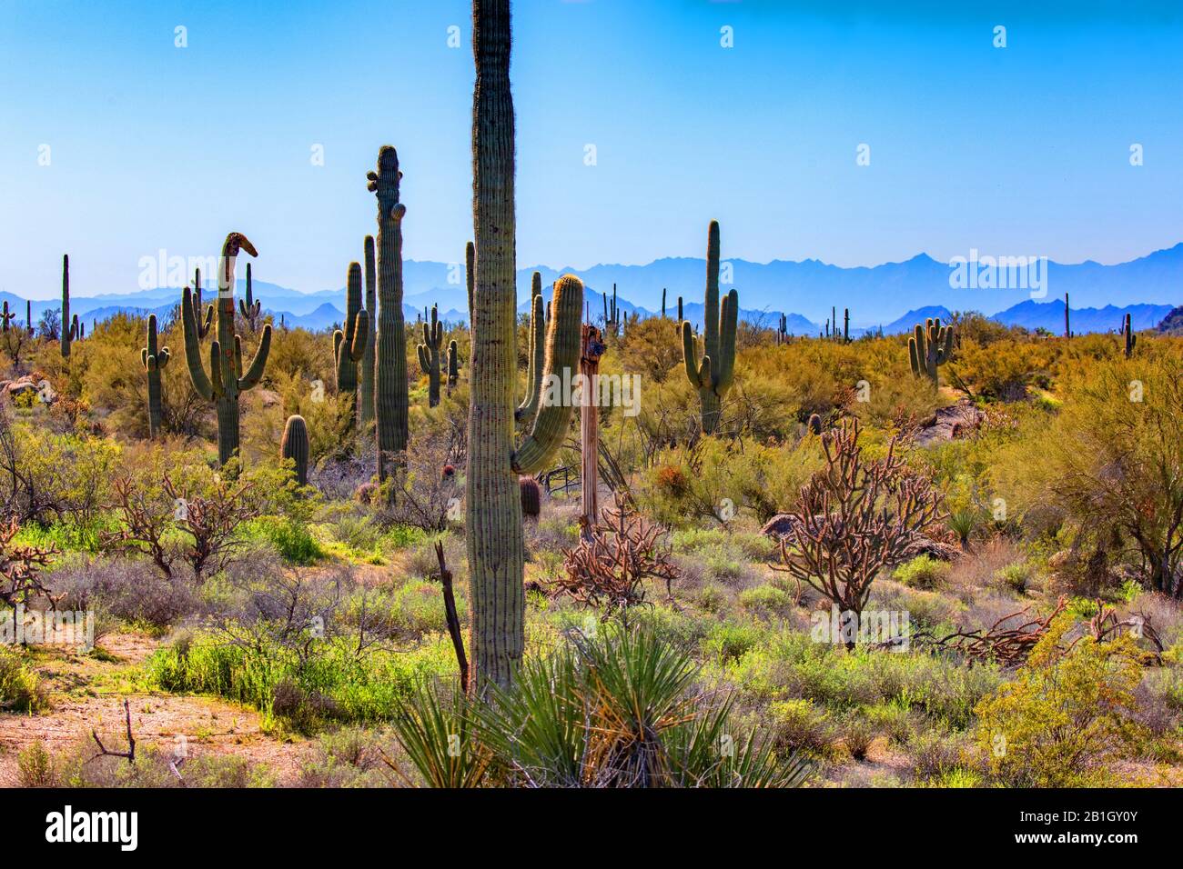 Saguaro cactus (Carnegiea gigantea, Cereus giganteus), Habitus, USA, Arizona, Sonorawueste Foto Stock