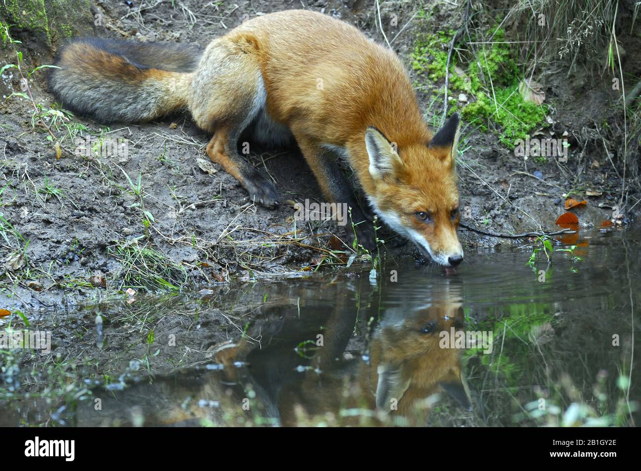 Volpe rossa (Vulpes vulpes), drinkend da un torrente, Paesi Bassi, Gelderland Foto Stock