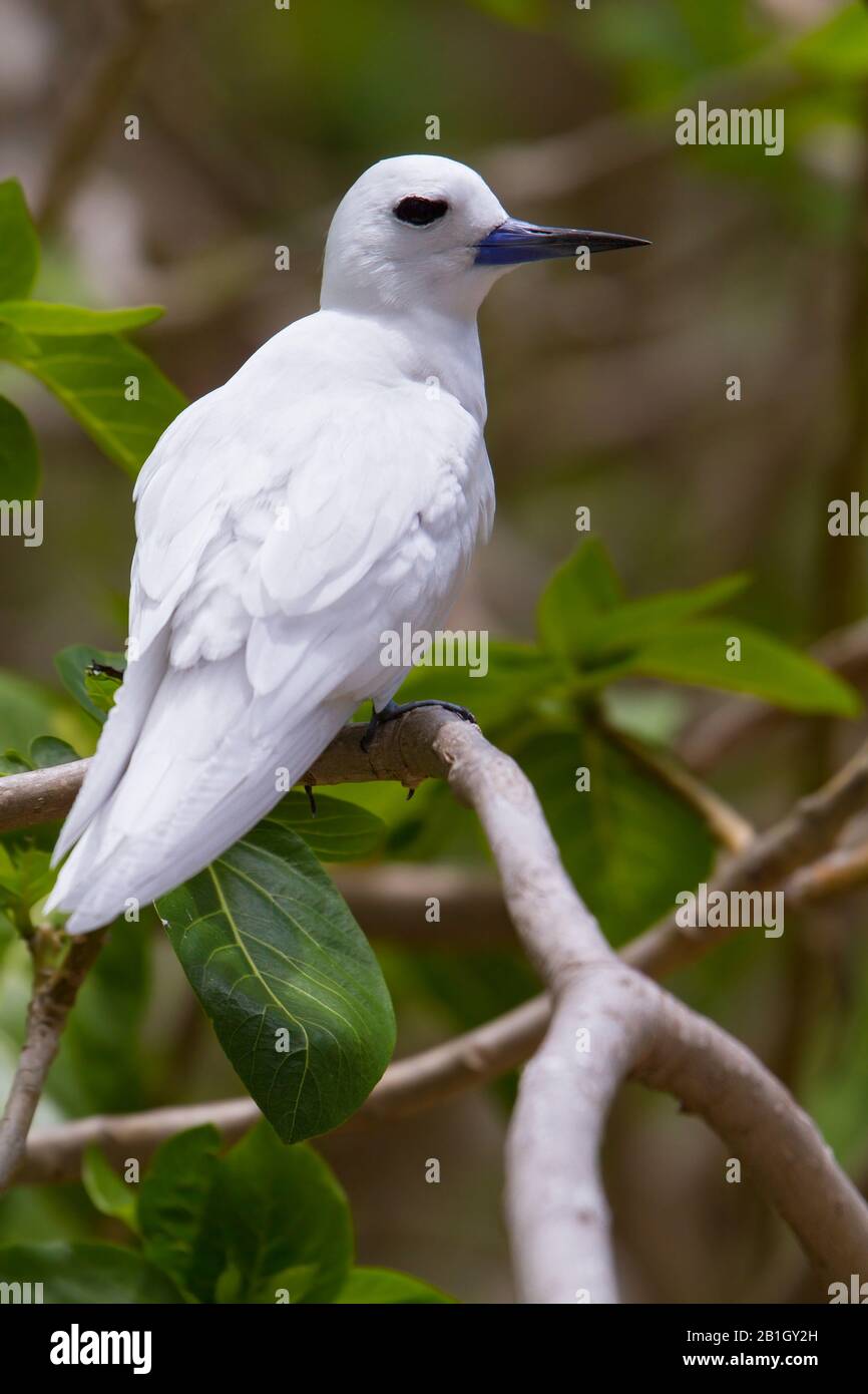 Bianco Noddy (Gygis alba candida, Gygis candida), su un ramo, Mauritius, Isola Rodrigues Foto Stock