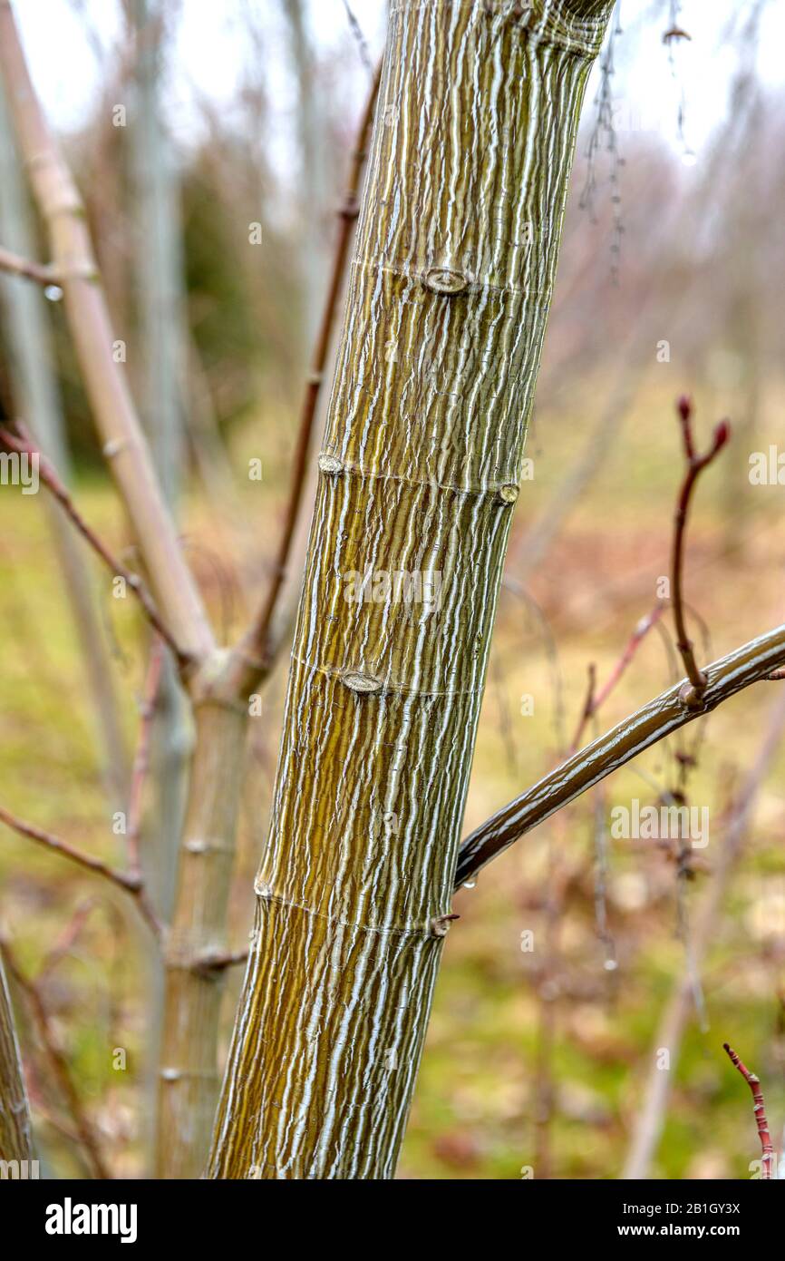 Moosewood (Acer pensilvanicum), tronco, Germania, Sassonia Foto Stock