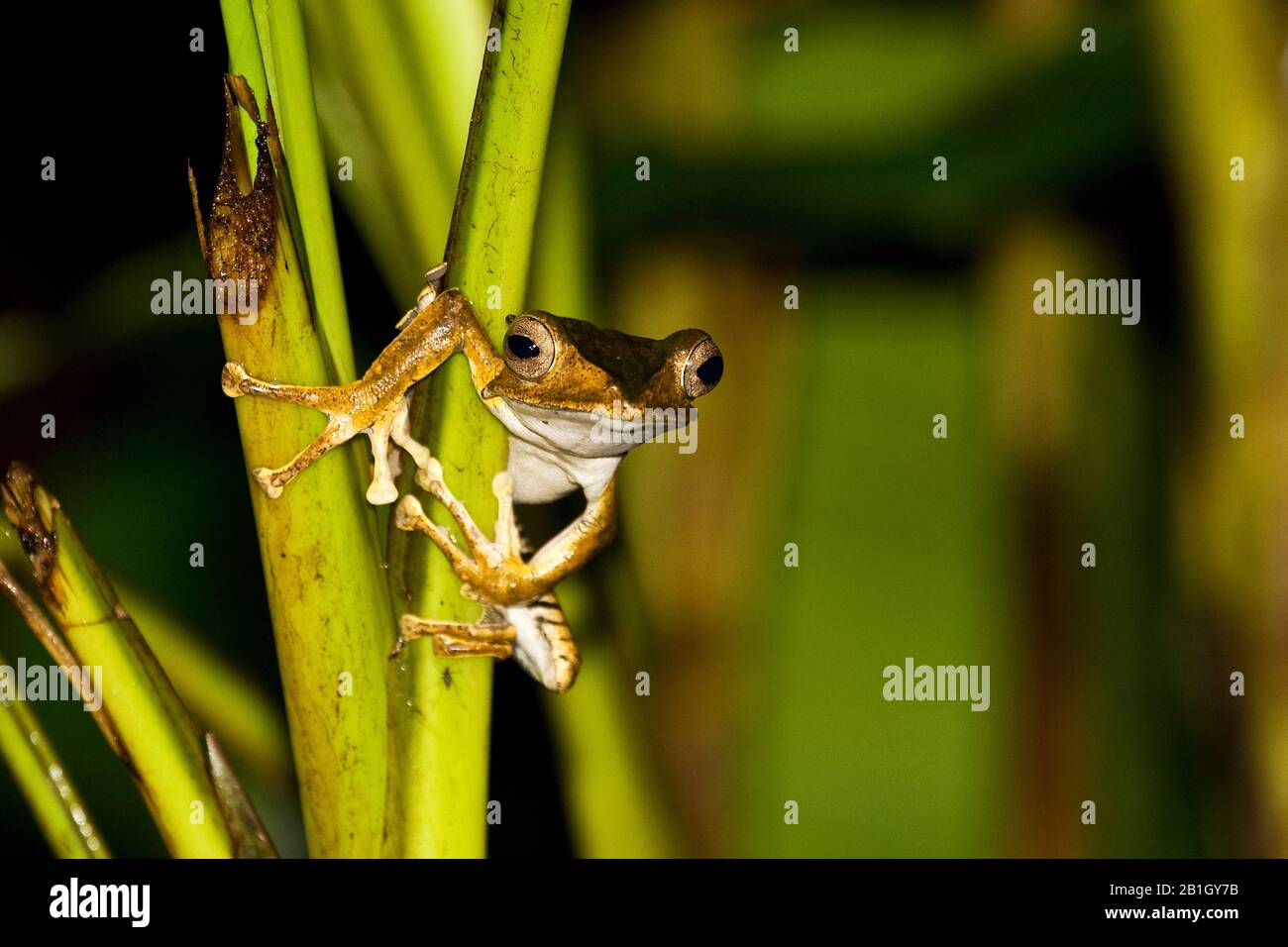 Rana ad albero a file, rana rossa al Borneo o rana volante a testa ossea (Polipedes otilophus), seduta su un fusto, vista frontale, Malesia, Borneo Foto Stock