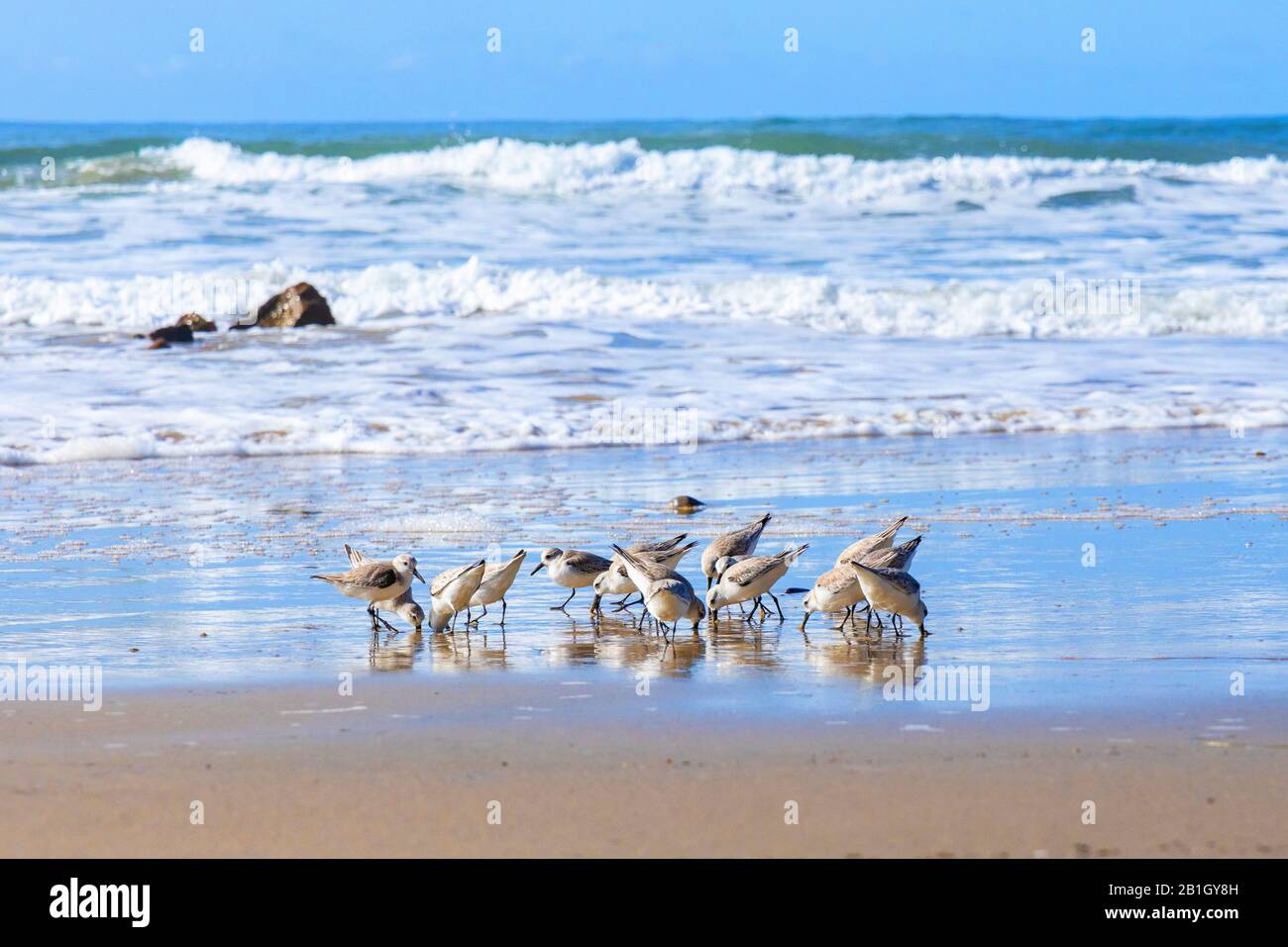 Sanderling (Calidris alba), gregge alla ricerca di cibo nella linea di deriva sulla spiaggia, Stati Uniti, California, Crystal Cove state Park Foto Stock