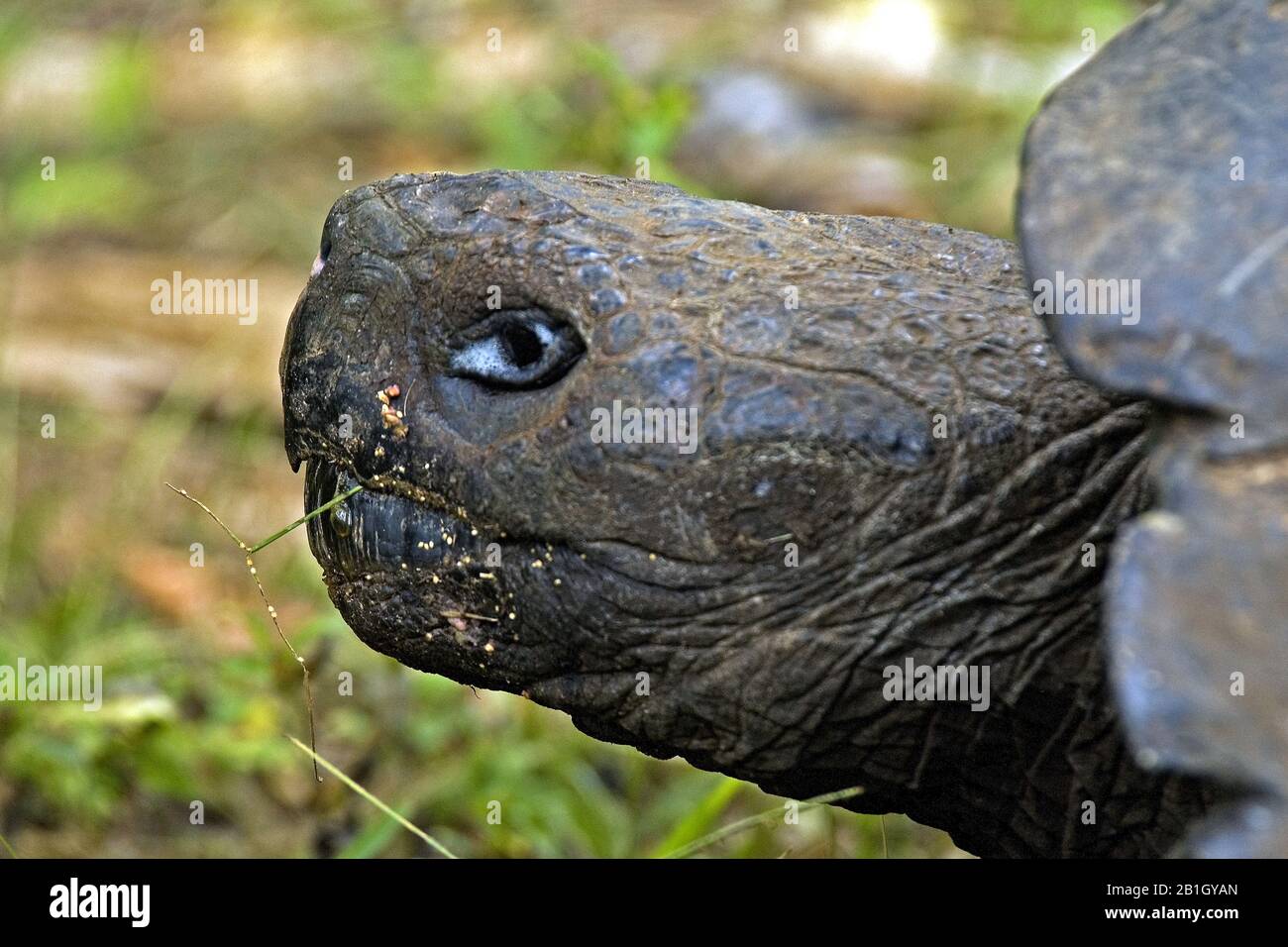 Tartaruga Galapagos, tartaruga gigante Galapagos (Chelonodis nigra, Geochelone elephantopus, Geochelone nigra, Testudo elephantopus, Chelonoides elephantopus), ritratto, vista laterale, Ecuador, Isole Galapagos Foto Stock