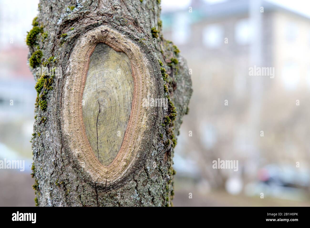 Un nodo ovale grande in un albero dove un ramo era usato per essere. Foto Stock
