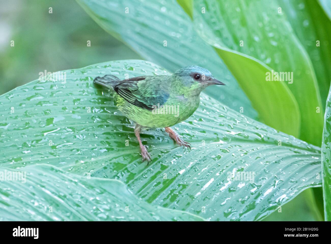 Il dacnis blu (dacnis cayana) nella foresta atlantica, Brasile Foto Stock