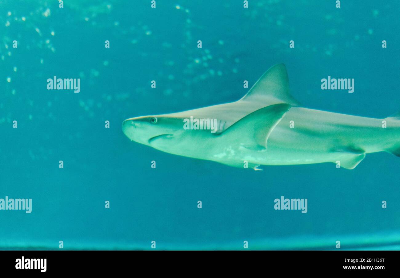 Un squalo galleggianti in mare, subacquea SEA LIFE Foto Stock