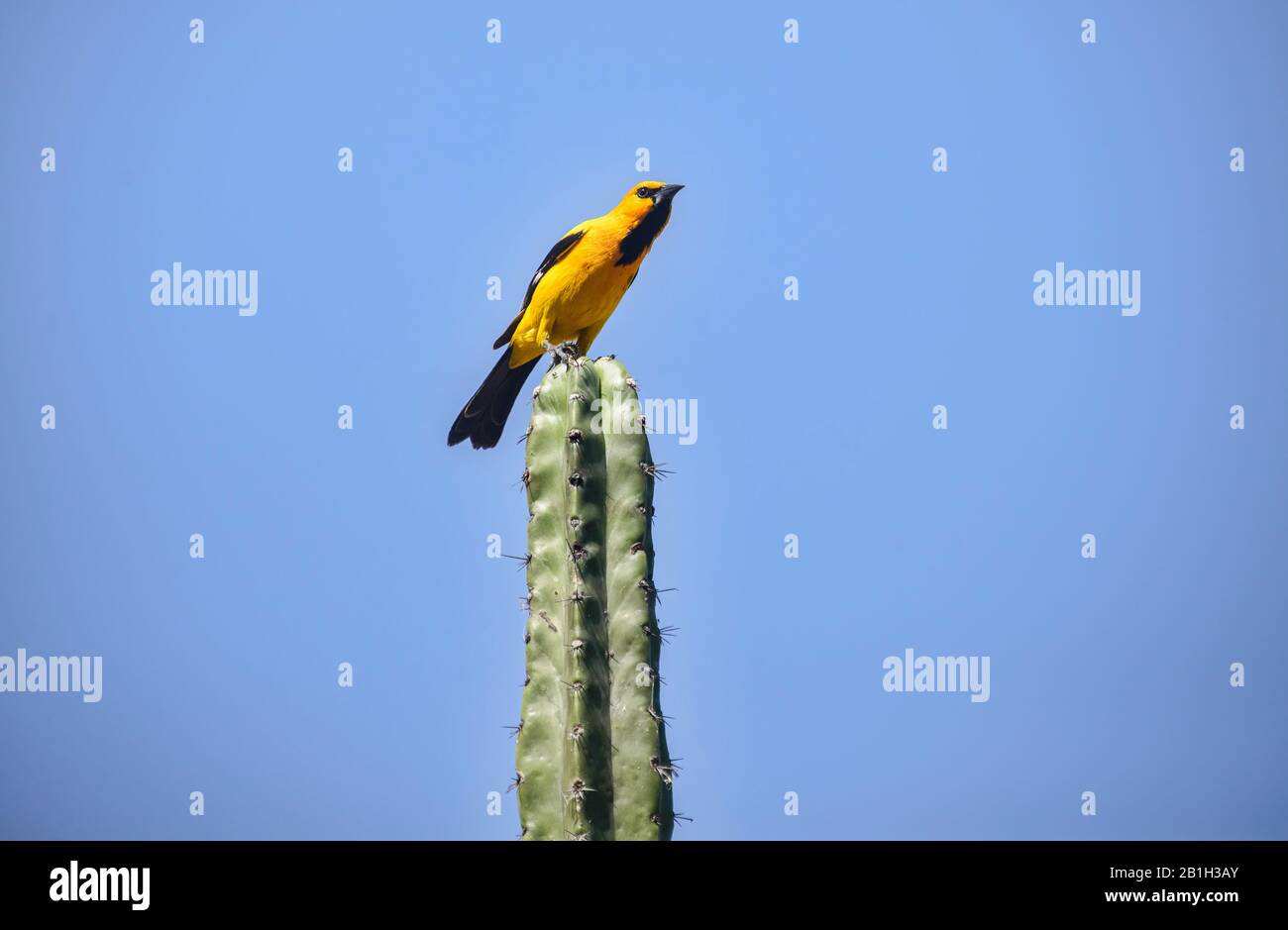 Uccello colorato lungo il Camino Real, Barichara, Santander, Colombia Foto Stock