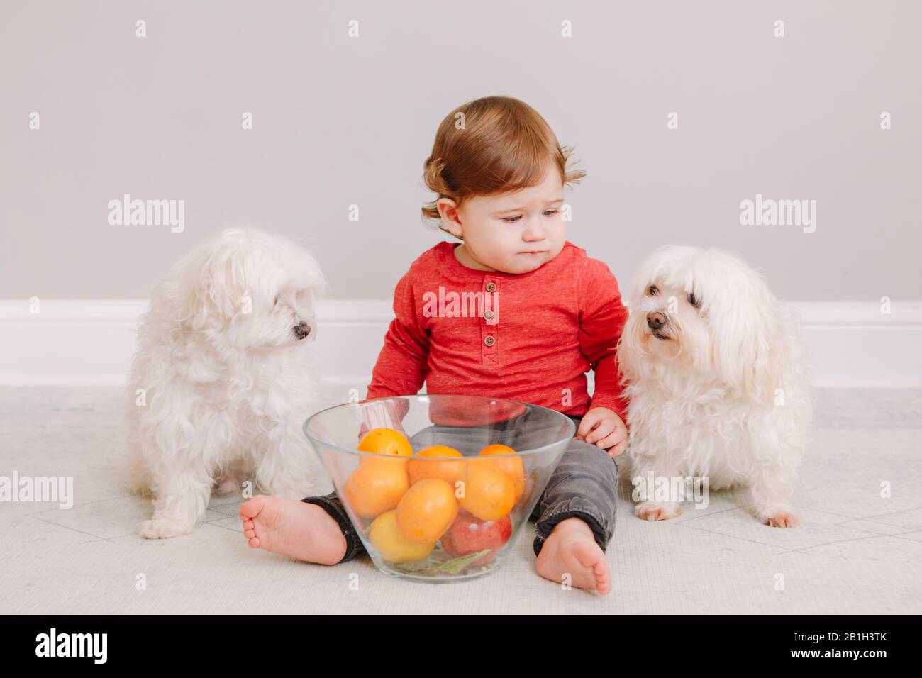 Cute adorabile bambino caucasico ragazzo mangiare agrumi. Bambino finny seduto al piano con cani da compagnia e mangiare sano spuntino biologico. Cibo solido per le dita Foto Stock