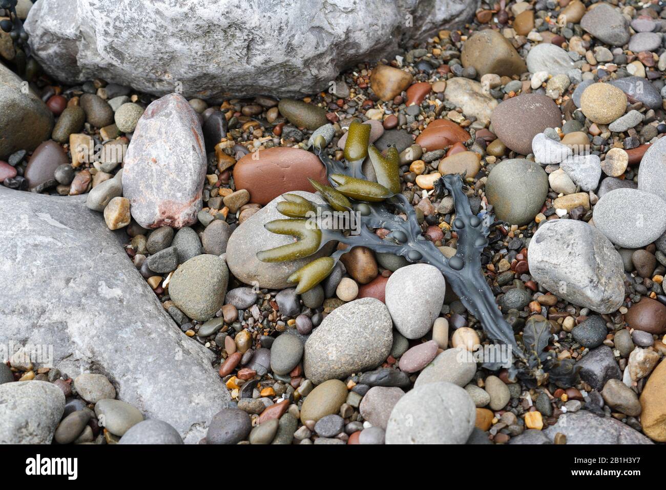 Alghe e ciottoli su una spiaggia. Bladderwrack Seaweed Fucus Vesiculosus natura costiera Foto Stock