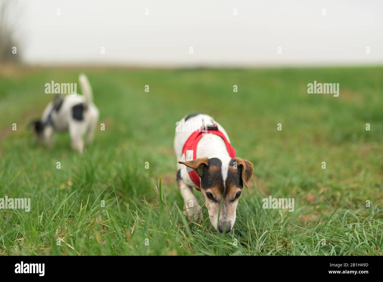 Due simpatici cani Jack Russell Terrier stanno sniffando su un prato verde a fine estate. dai 10 ai 13 anni. Foto Stock