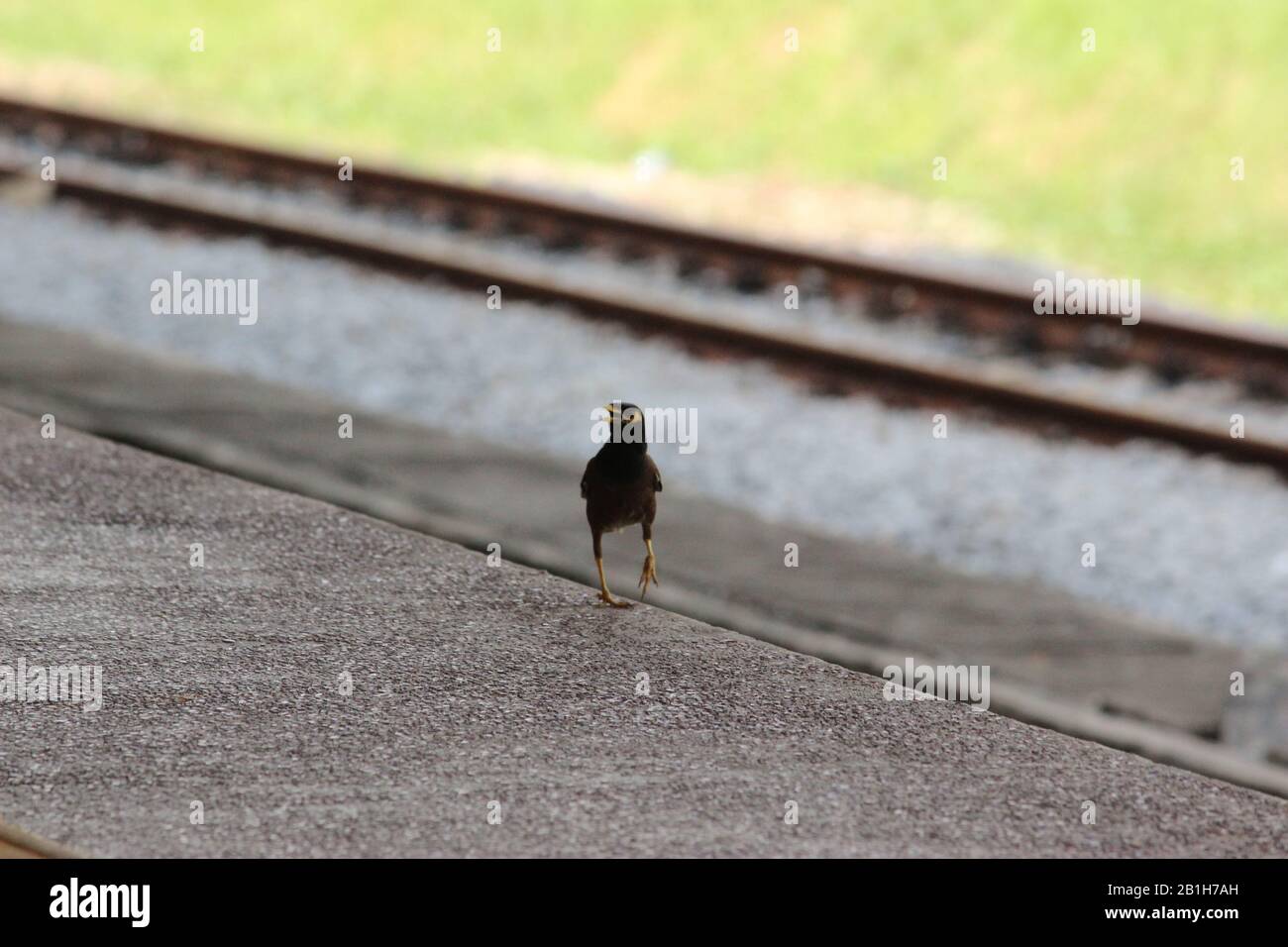 Uccello Myna comune sulla piattaforma della stazione ferroviaria di Gua Musang Foto Stock