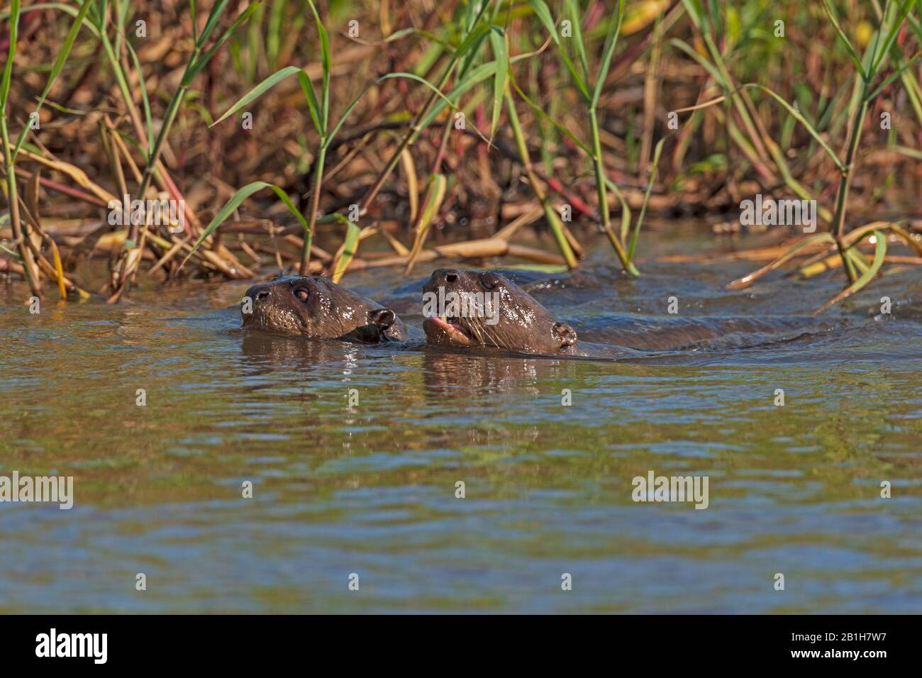 Gigantesche lontre di fiume nuotano nel fiume Cuiba nelle paludi Pantanal nel Parco Nazionale Pantanal in Brasile Foto Stock