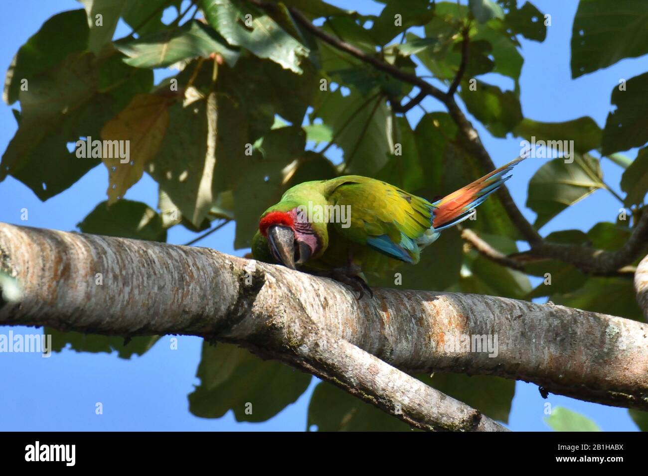 Grande Green Macaw Foto Stock