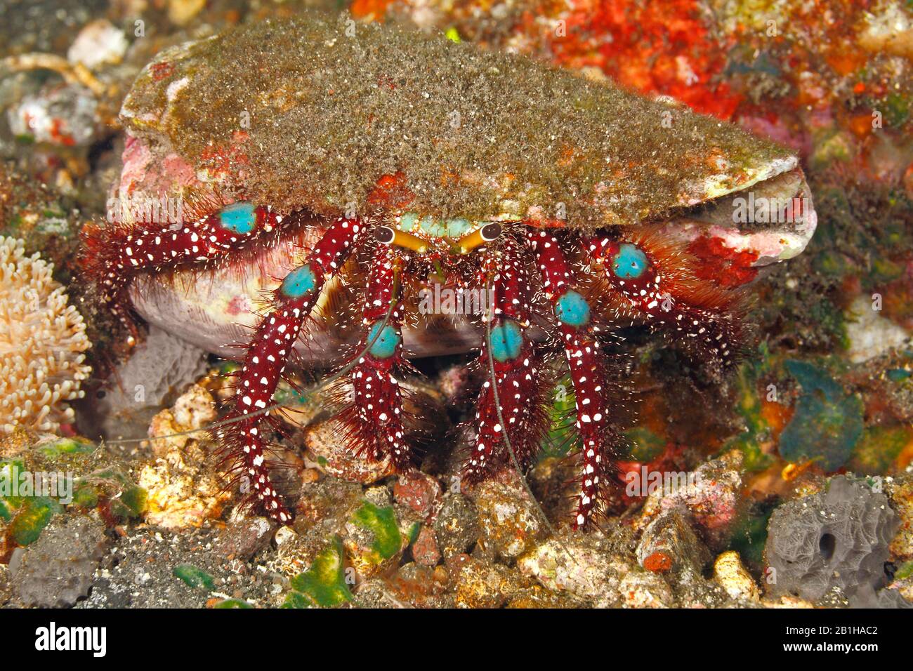 Blue Knee Hermit granchio, Dardanus guttatus, preferisce conchiglie con aperture strette come conchiglie coniche. Tulamben, Bali, Indonesia. Bali Sea, Oceano Indiano Foto Stock