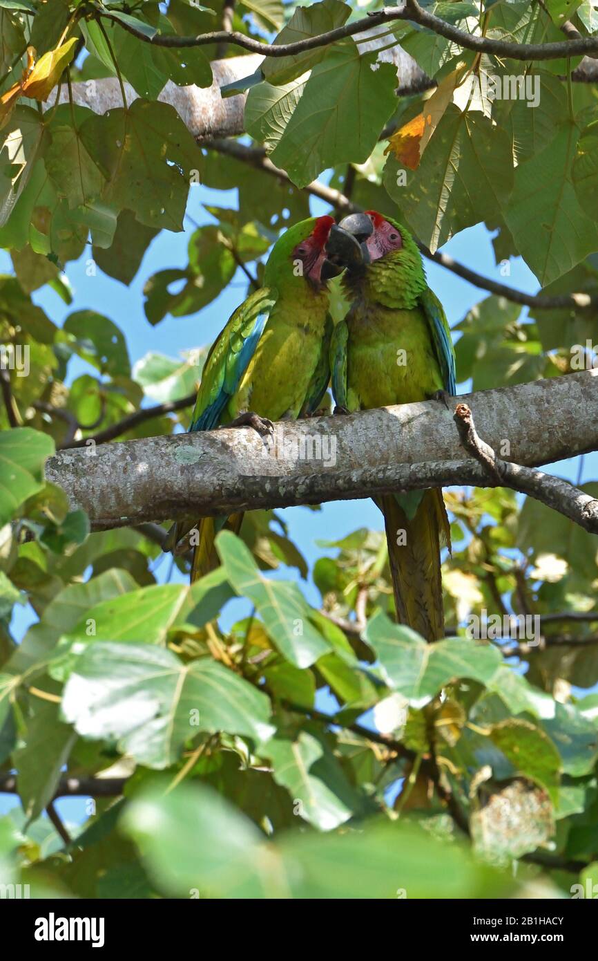 Una coppetta di rare grandi Macaws verdi nella foresta pluviale del Costa Rica Foto Stock