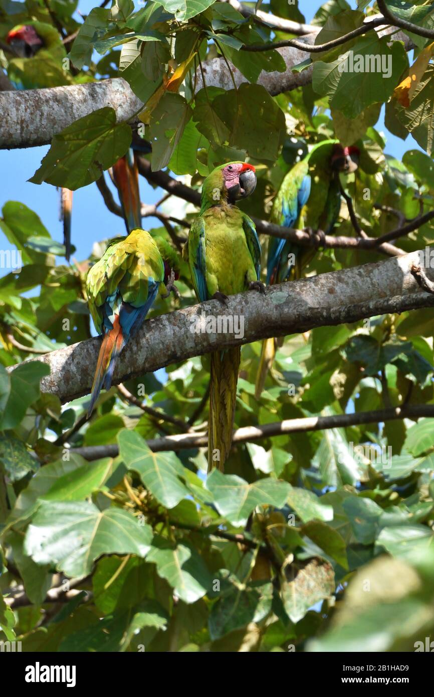 Un raro grande majaws verde nella foresta pluviale del Costa Rica Foto Stock