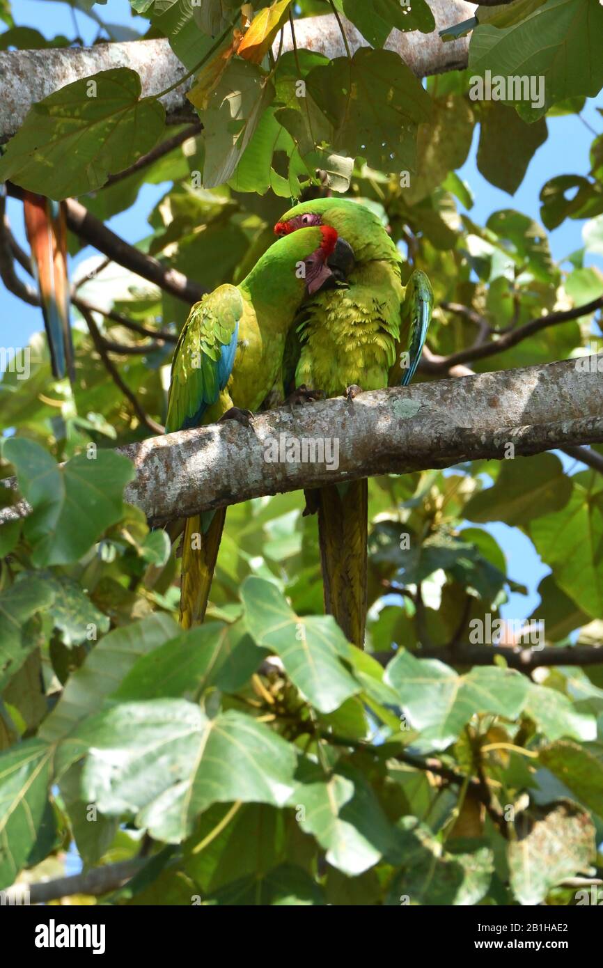 Una coppetta di rare grandi Macaws verdi nella foresta pluviale del Costa Rica Foto Stock