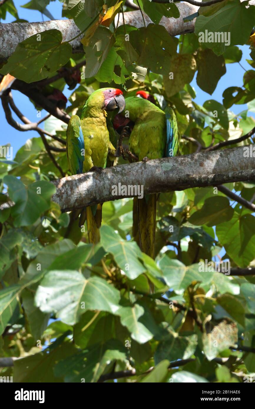 Una coppetta di rare grandi Macaws verdi nella foresta pluviale del Costa Rica Foto Stock