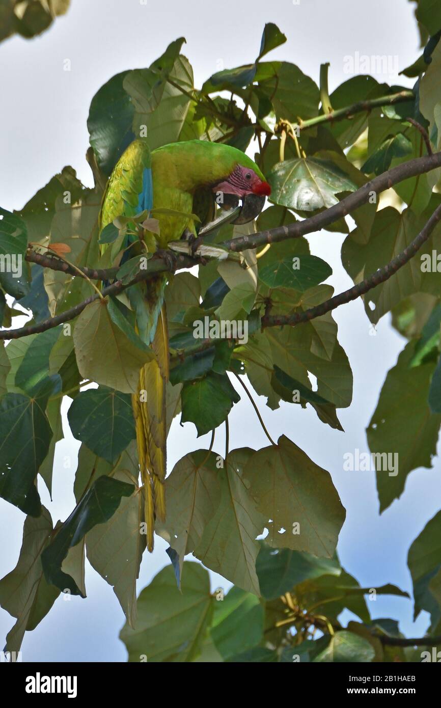 Una rara Grande Macaw Verde nella foresta pluviale del Costa Rica Foto Stock