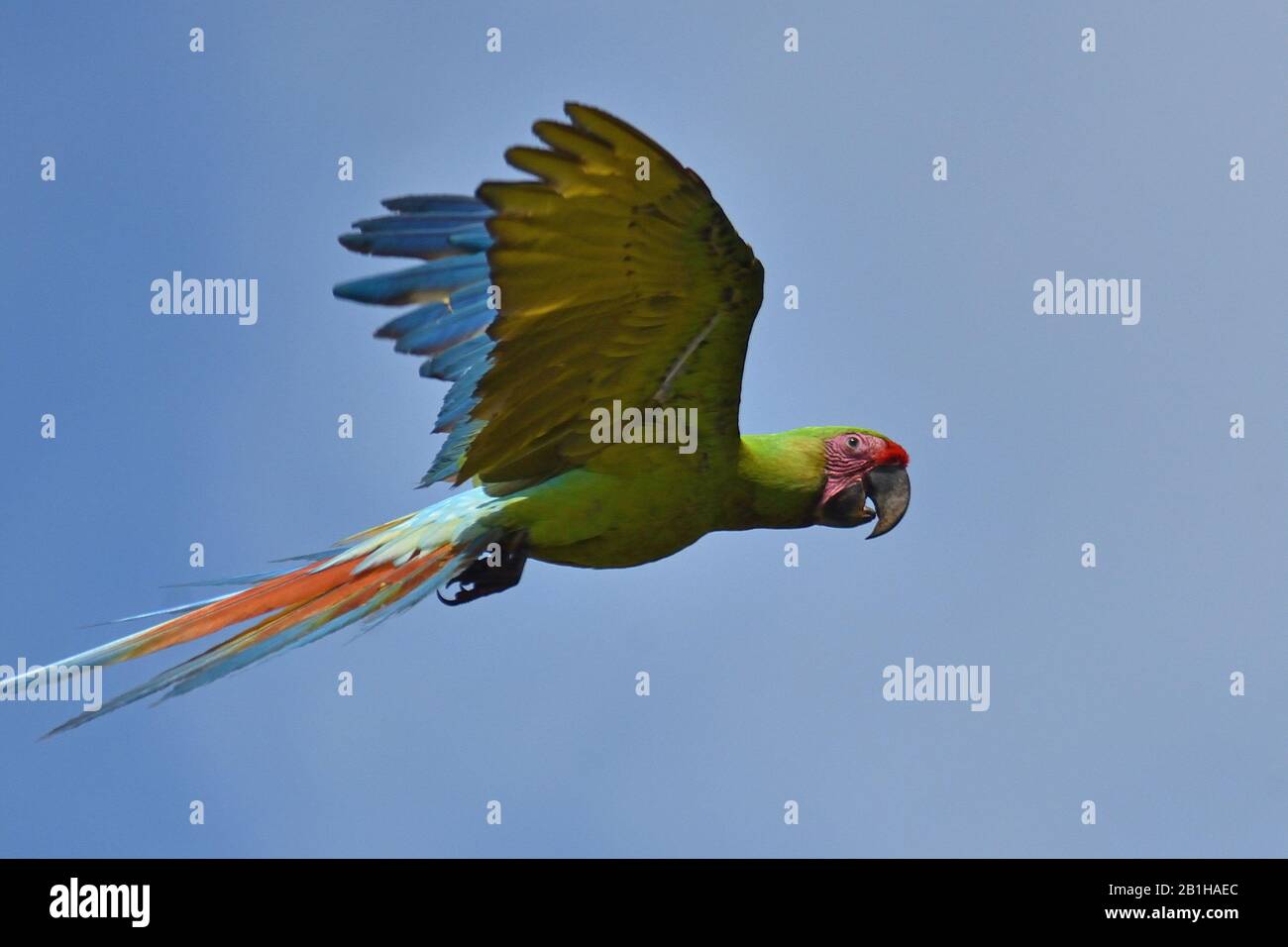Una rara Grande Macaw Verde nella foresta pluviale del Costa Rica Foto Stock