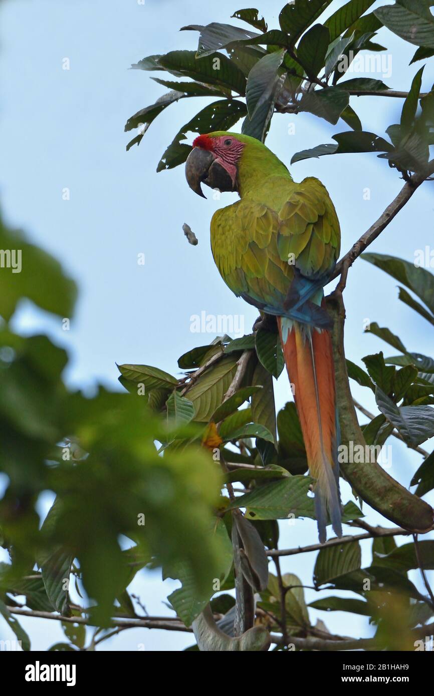 Una rara Grande Macaw Verde nella foresta pluviale del Costa Rica Foto Stock