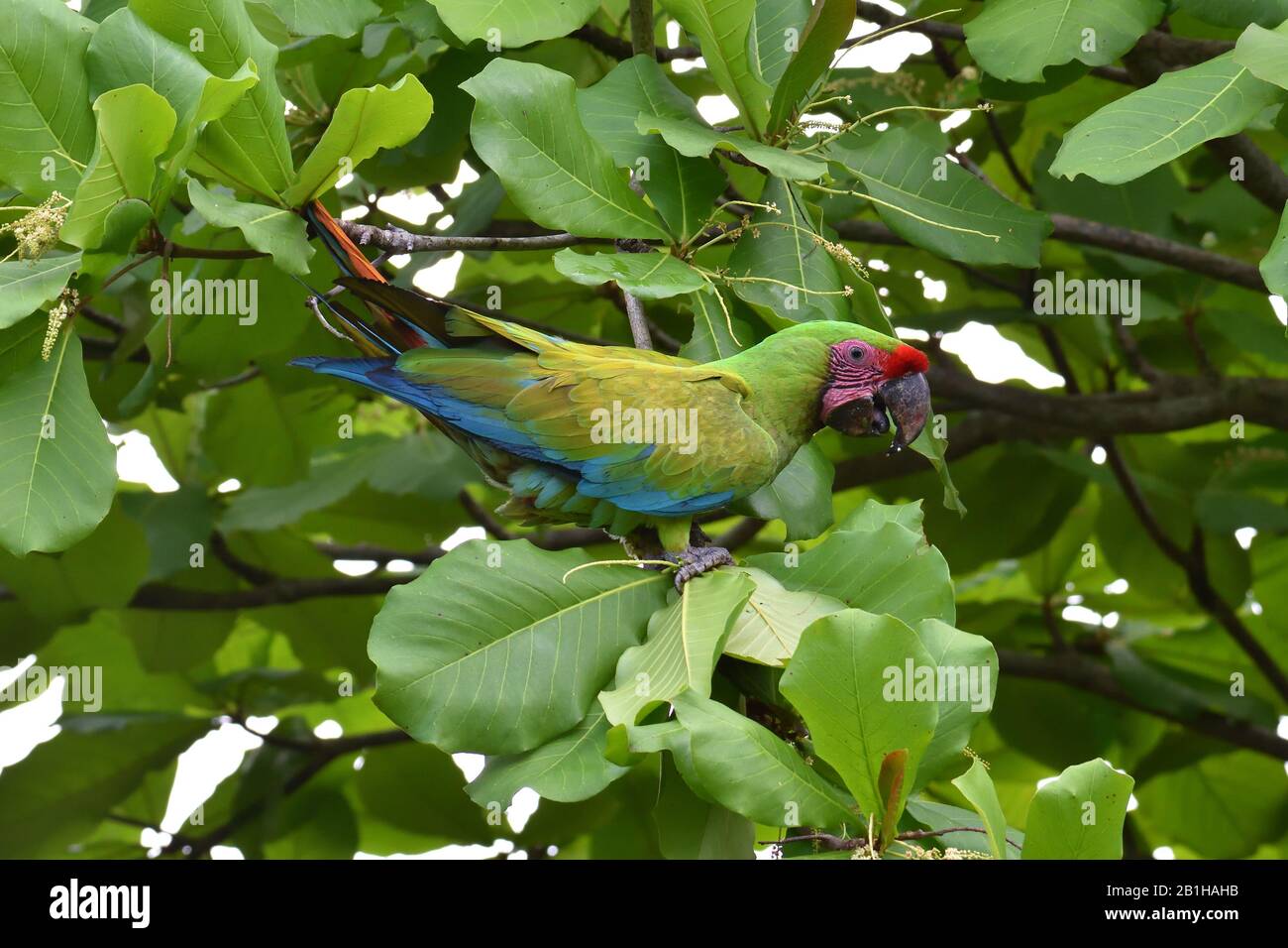 Una rara Grande Macaw Verde nella foresta pluviale del Costa Rica Foto Stock