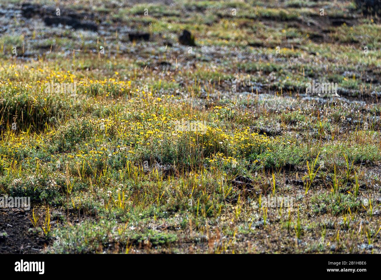 Primo piano di un campo di erba e fiori selvatici. Foto Stock