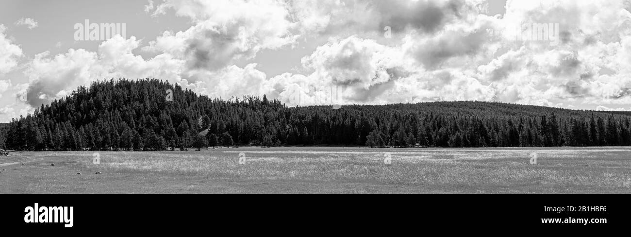 Campi di erba con colline boscose oltre sotto un cielo luminoso con nuvole bianche. Posizione tranquilla, rinfrescante e tranquilla. Foto Stock