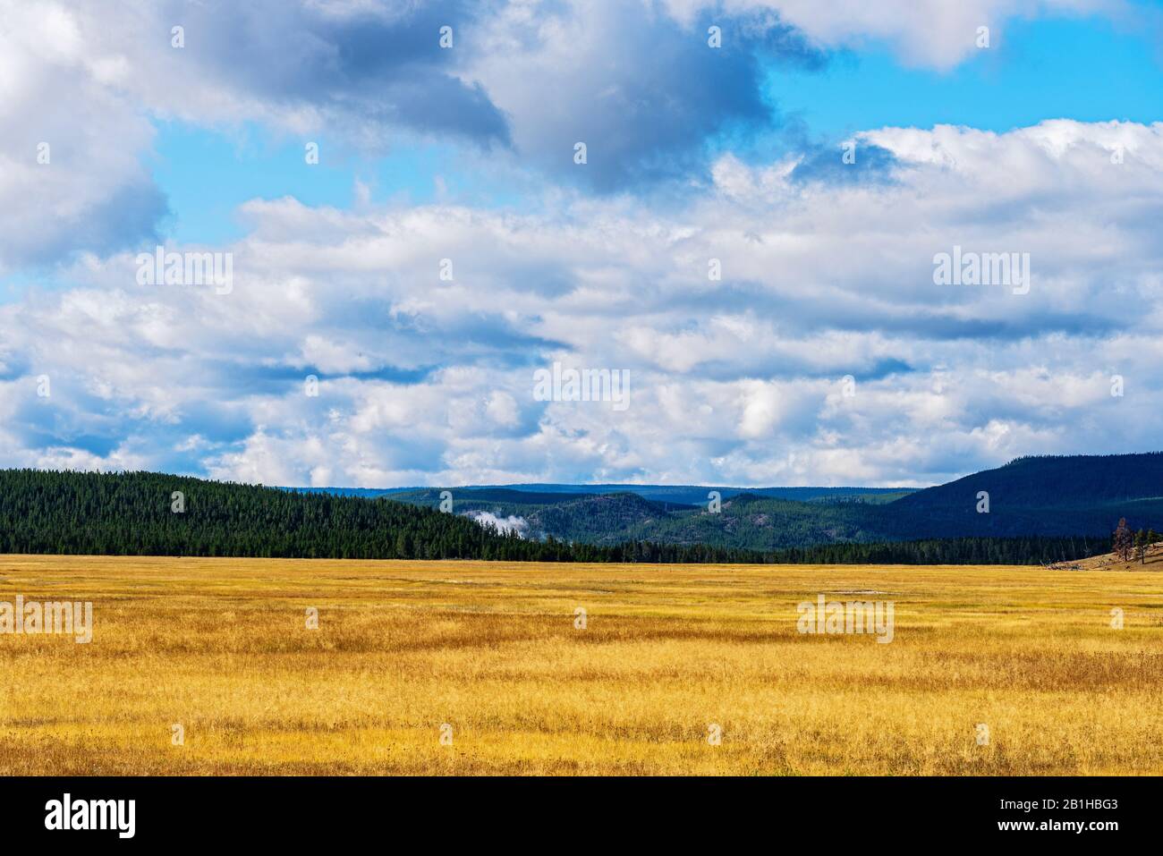 Campi d'erba giallo dorato con verdi foreste coperte montagne sotto un cielo blu nuvole bianche. Foto Stock