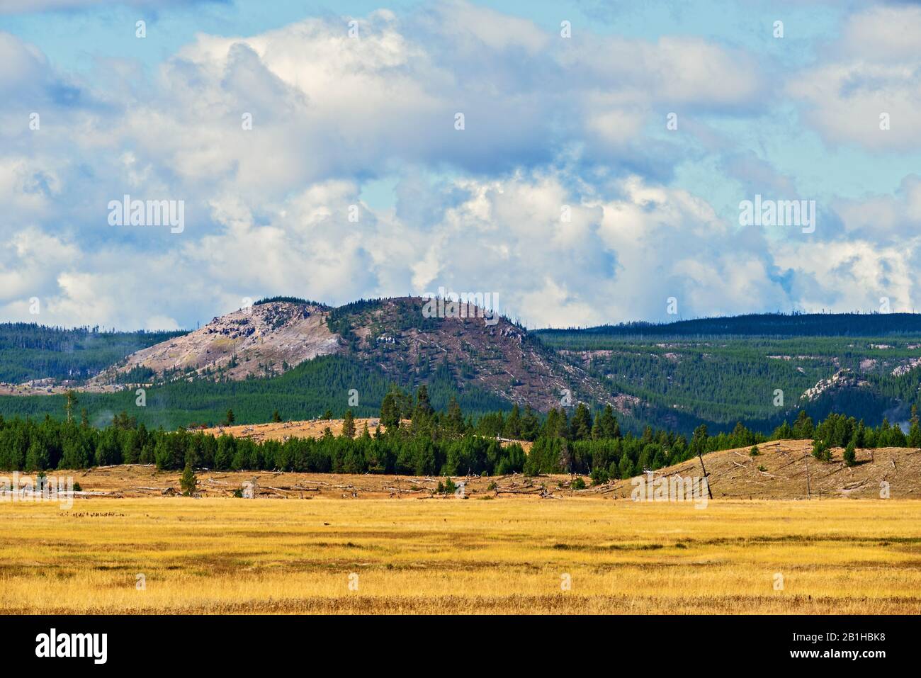 Campi gialli con boschetti di pini verdi e montagne coperte di foresta oltre sotto il cielo blu con nuvole bianche. Foto Stock