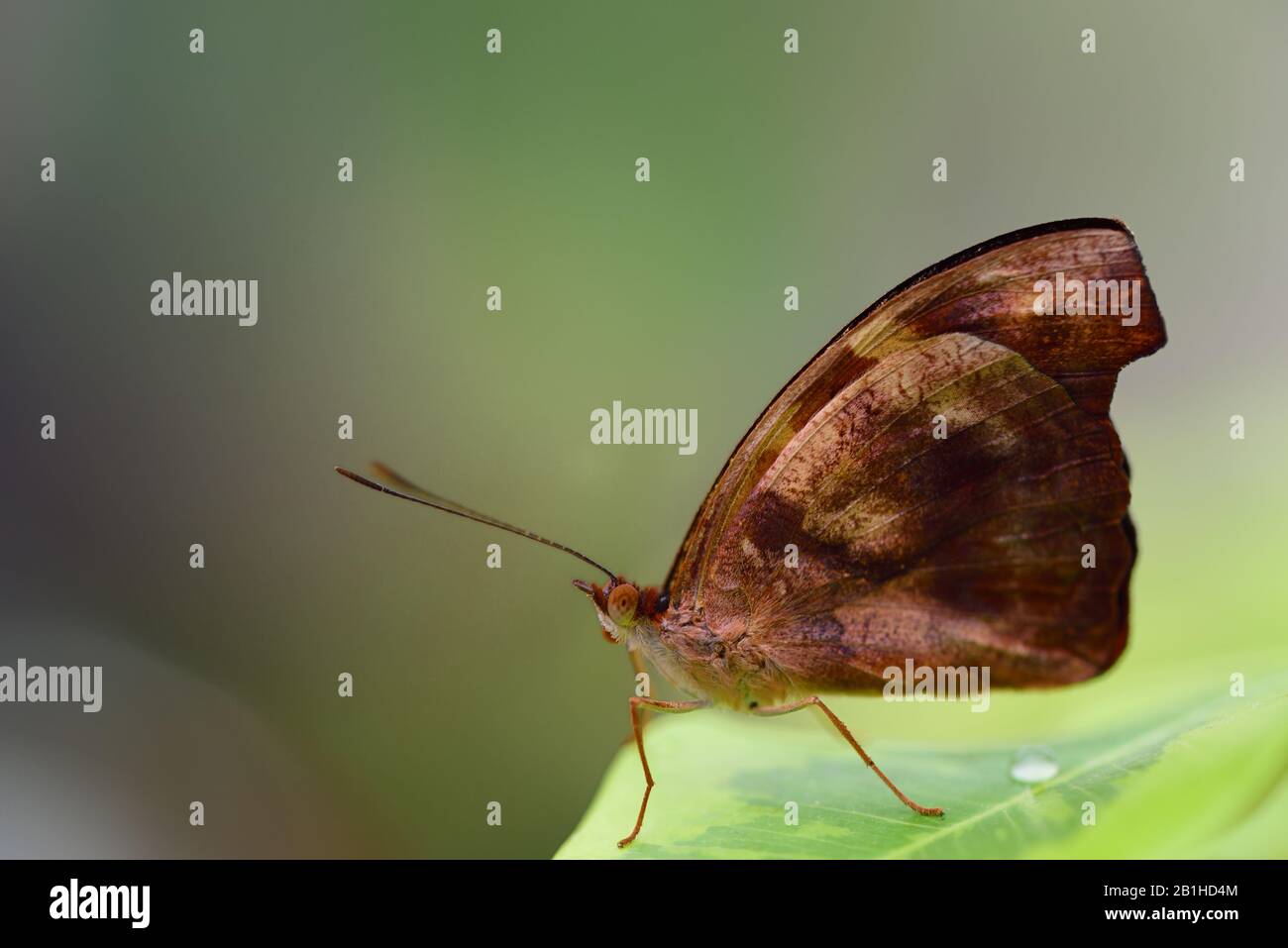 Primo piano di una piccola farfalla tropicale marrone, seduta su una foglia verde, su uno sfondo verde con spazio per il testo Foto Stock