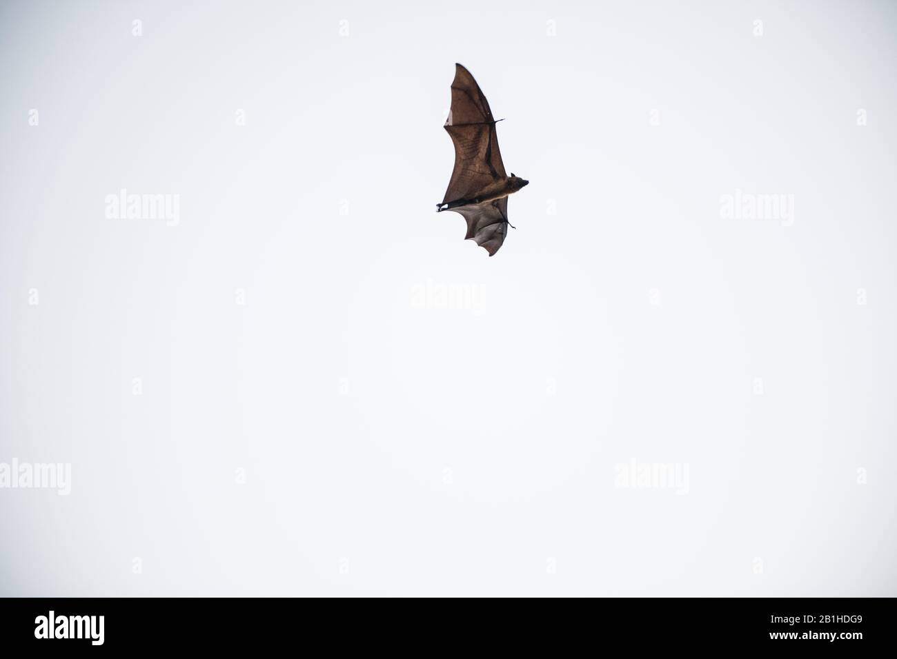 Volata indiana (Pteropus giganticus) in volo al crepuscolo sopra Chennai, Tamil Nadu, India. Foto Stock