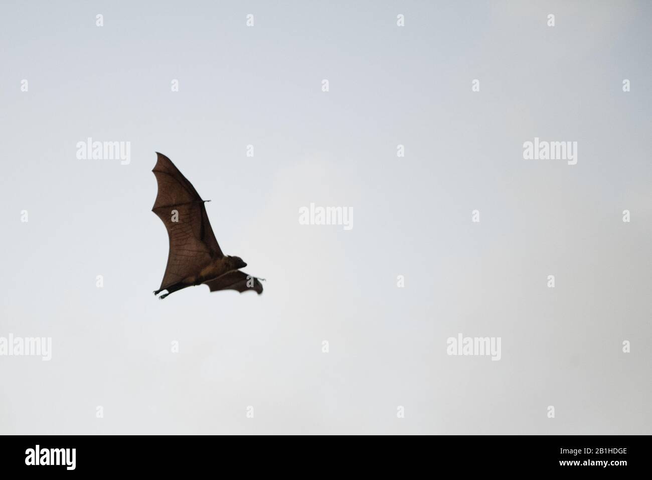 Volata indiana (Pteropus giganticus) in volo al crepuscolo sopra Chennai, Tamil Nadu, India. Foto Stock