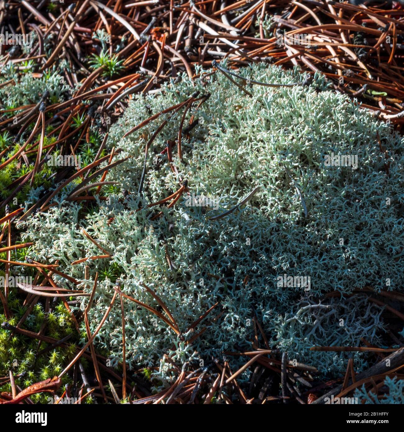 Muschio verde come la crescita a terra circondata da aghi di pino morto. Foto Stock