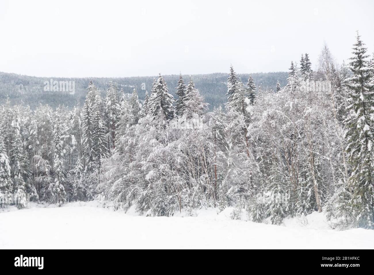 Pini ricoperti di neve, Norvegia Foto Stock