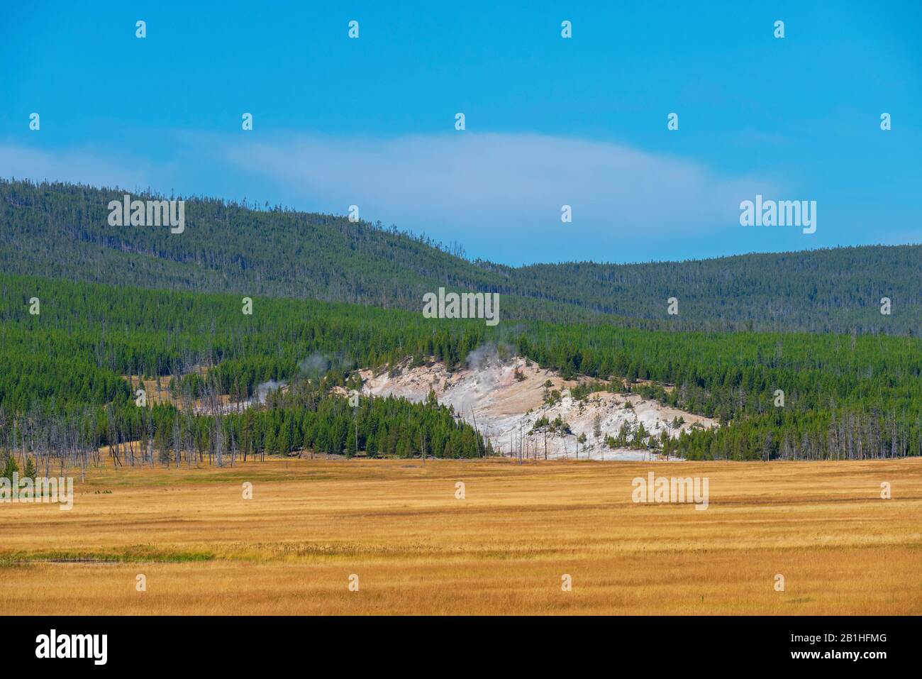 Campi dorati di grano con verde collina boschiva oltre sotto un cielo blu. Foto Stock