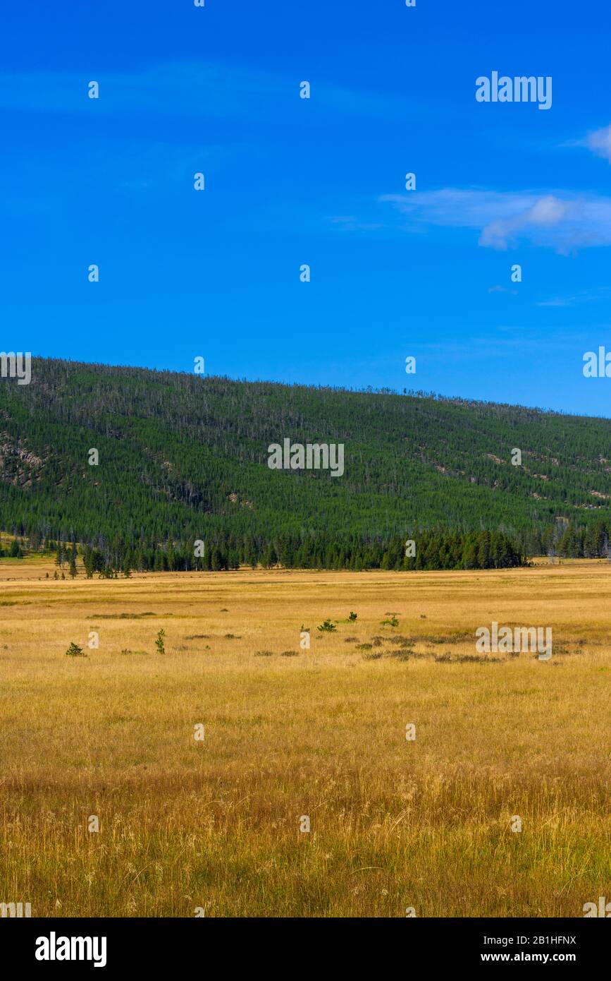 Campi dorati di grano con foresta verde oltre sotto un cielo blu. Foto Stock