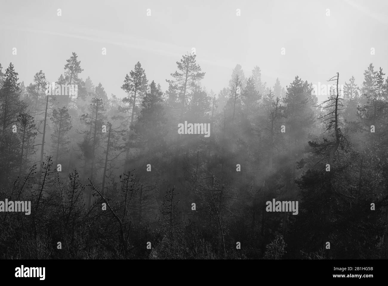 Nebbia mattutina su cime di alberi di foresta. Foto Stock