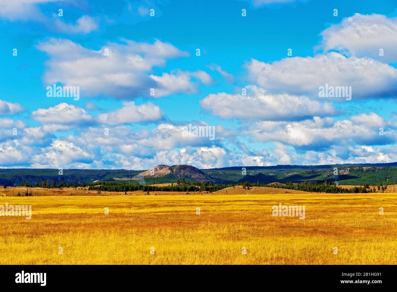 Campi d'oro di grano organico che cresce un Der un cielo blu con bianco nuvole lanuginose e montagne verdi oltre. Foto Stock