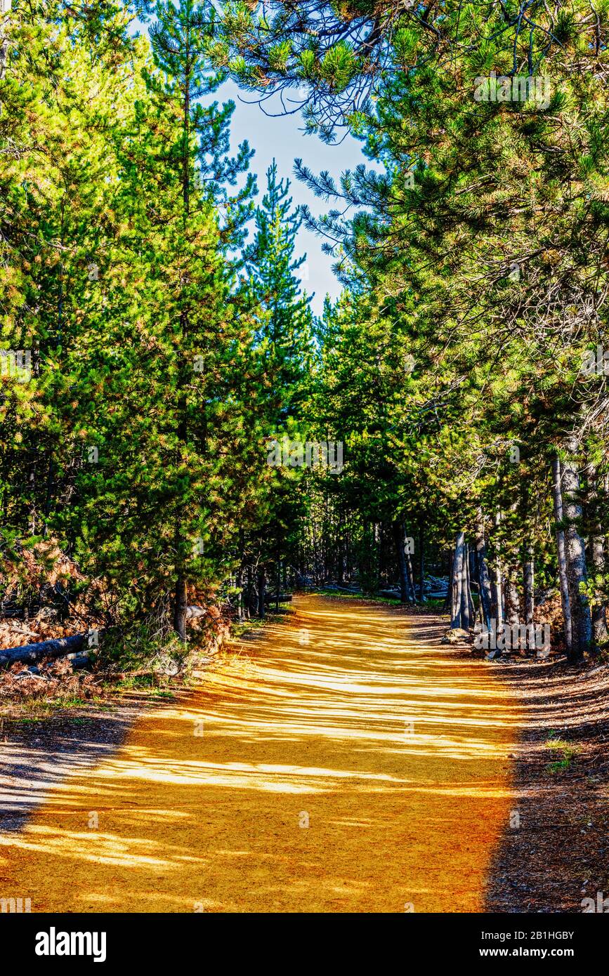 Segui il sentiero della foresta dorata attraverso i verdi alti pini sotto un cielo blu. Foto Stock