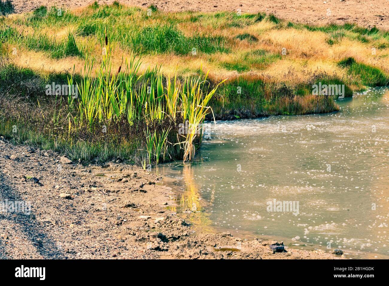 Sorgente calda di gorgogliamento fangoso con erba verde e campo nelle vicinanze. Foto Stock