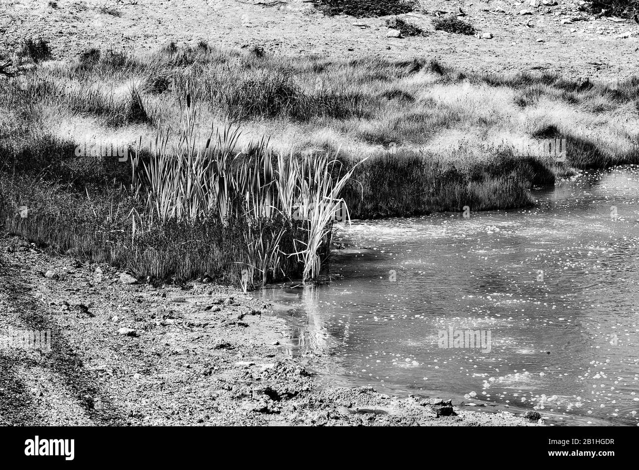 Sorgente calda fangosa che gorgoglia con vegetazione che cresce vicino e campo oltre. Foto Stock