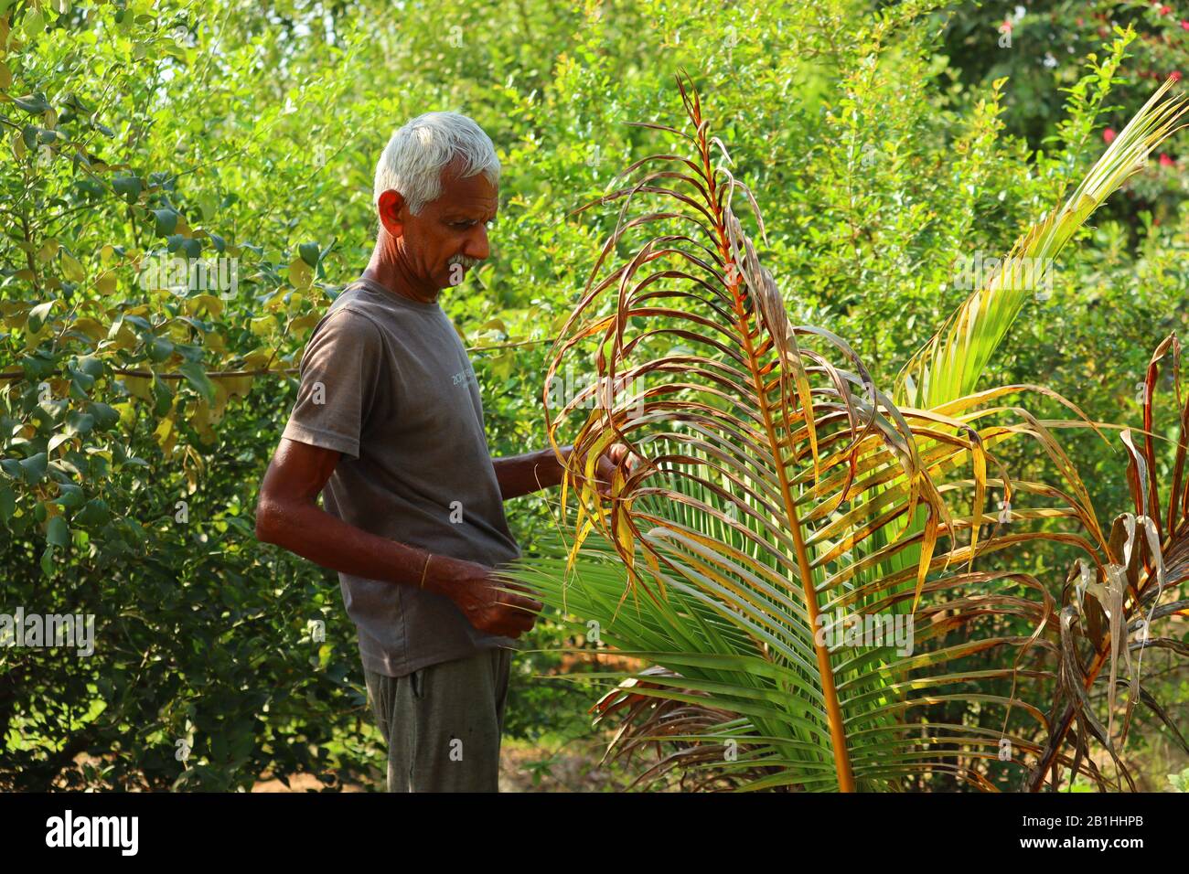 Coltivatore che controlla e controlla noce di cocco o foglia di palma sull'albero. Concetti di vita sostenibile, lavoro all'aperto, contatto con la natura, cibo sano Foto Stock