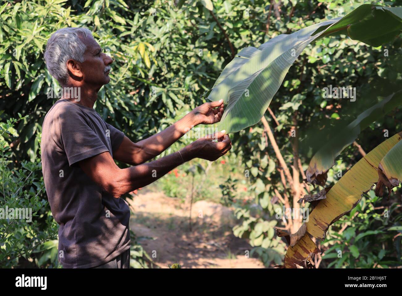 Coltivatore che controlla e controlla foglia di banana sull'albero. Concetti di vita sostenibile, lavoro all'aperto, contatto con la natura, cibo sano Foto Stock