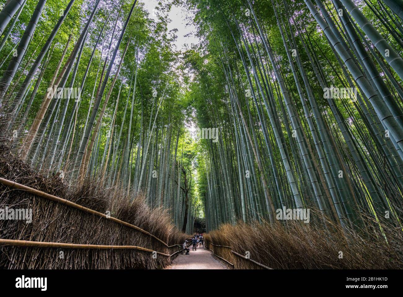 Ampio angolo di vista del bellissimo sentiero a piedi della foresta di bambù di Arashiyama, Kyoto, Giappone Foto Stock