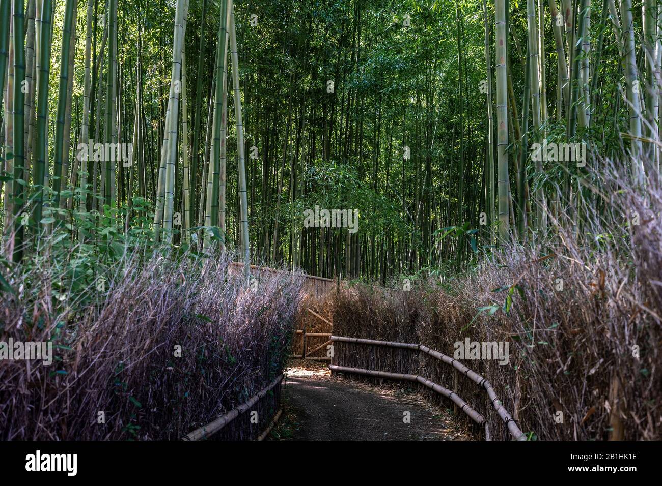 La foresta di bambù di Arashiyama è una delle destinazioni turistiche più popolari di Kyoto, Giappone Foto Stock